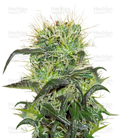 Bad Azz Kush