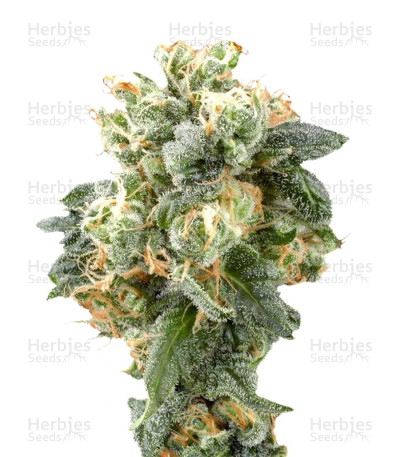 Industrial Plant — Dinafem Seeds