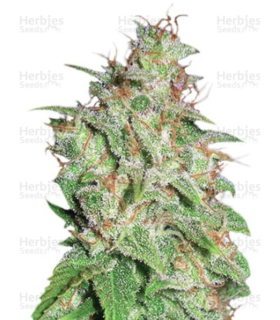 Mazar X White Rhino