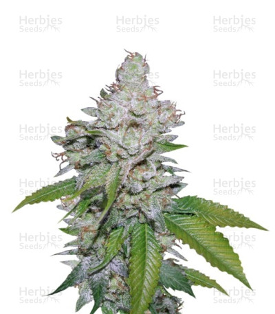 White Berry