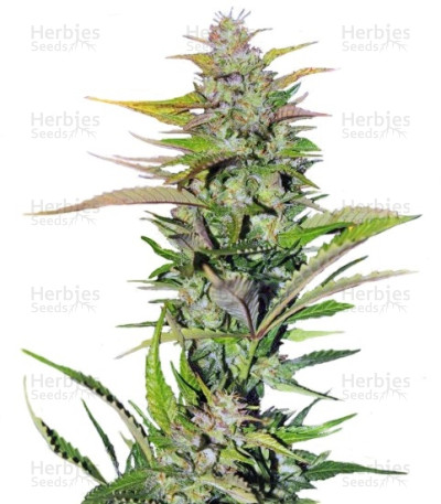 Black Jack F1