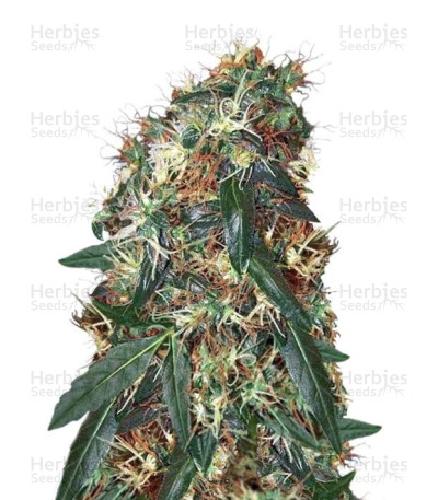 Compassion CBD