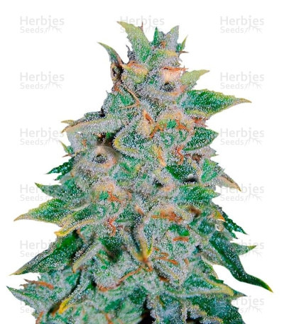 Northern Light Blue Auto