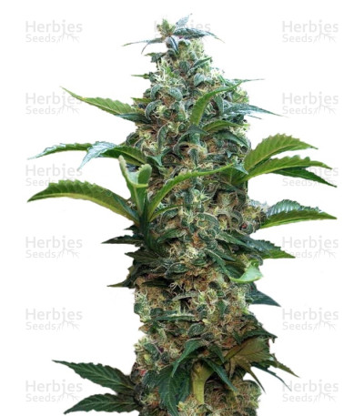 Satori