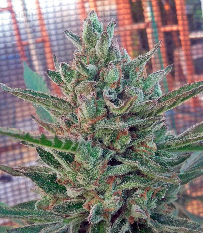 Black D.O.G. — Humboldt Seeds Organization