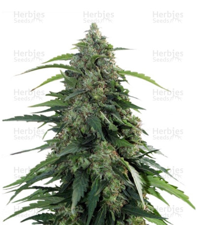 Buddha Syrup Auto