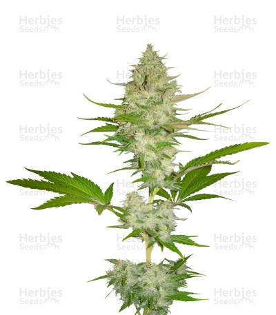 Candy Kush Express — Royal Queen Seeds