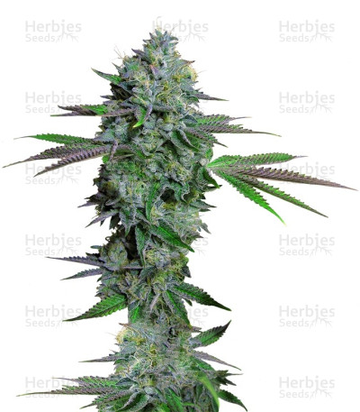Cataract Kush