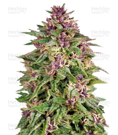 Frisian Dew