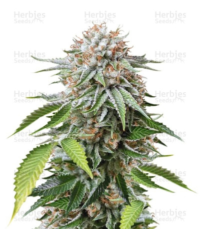 Mango Sapphire