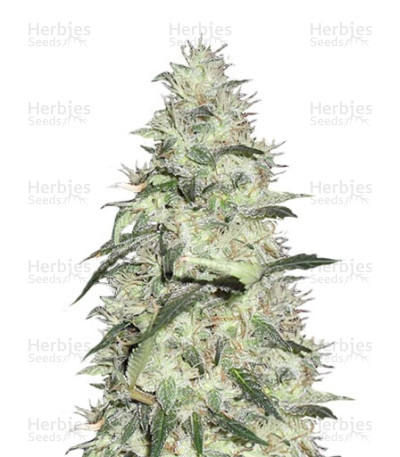 Sonic Bloom Auto — Dr Krippling Seeds