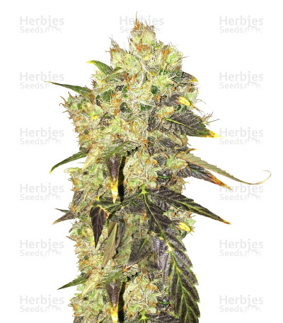 Supreme Durban CBD