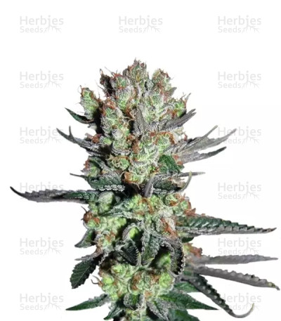 Smile — Kannabia Seeds