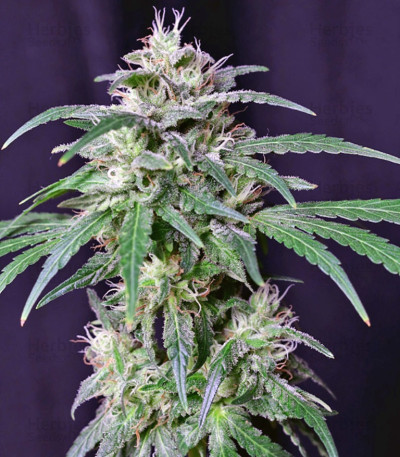 Crystal Candy — Sweet Seeds