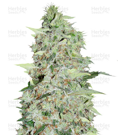 Bubble Gum