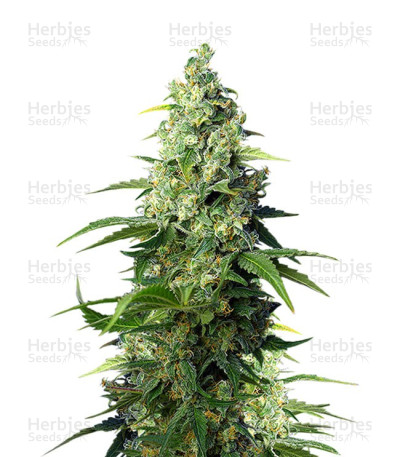 Honey Peach Auto CBD — Sweet Seeds