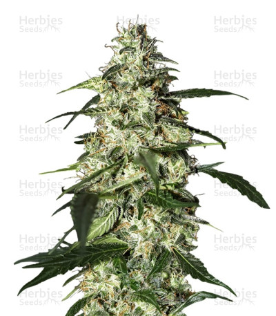 Skunk Auto — Strain Hunters