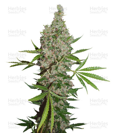White Widow X The Ultimate