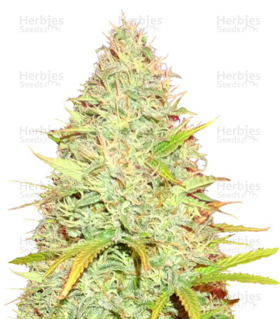 Kong's Kush CBD