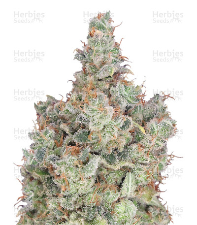 Total Paralysis — Heavyweight Seeds