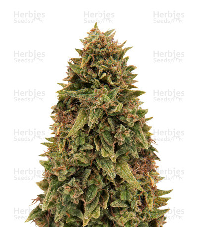 Blueberry OG