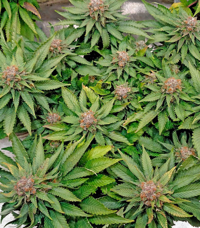 Blue Widow — Dinafem Seeds