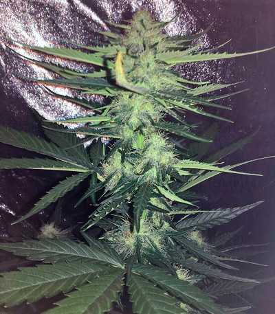 Big Devil #2 Auto — Sweet Seeds