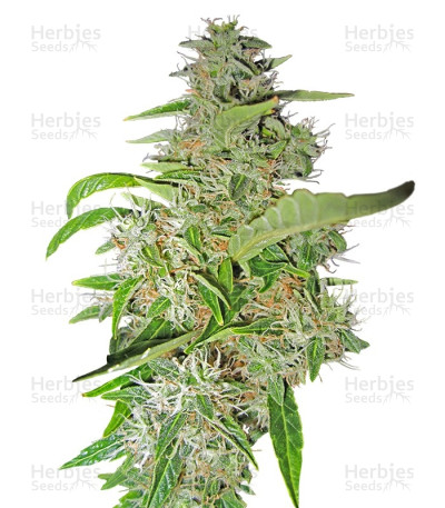Big Bud — Sensi Seeds