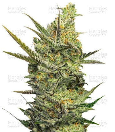 Gipsy Haze — Eva Seeds