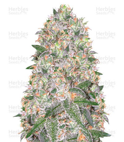 Vision Cookies — Vision Seeds