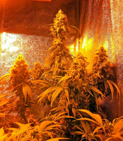 Hashberry — Mandala Seeds