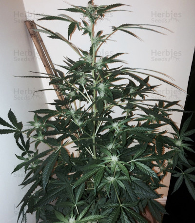 Wipeout Express Auto — Heavyweight Seeds