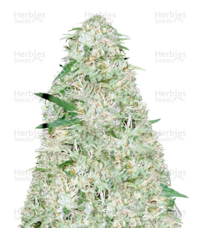 Super Mazar Auto