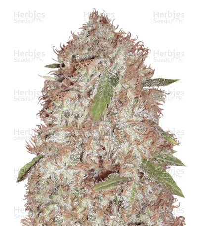 Blue Kripple