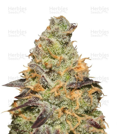 Blue Kush Berry — Paradise Seeds