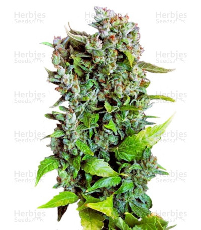 Fast Bud #2 Auto — Sweet Seeds
