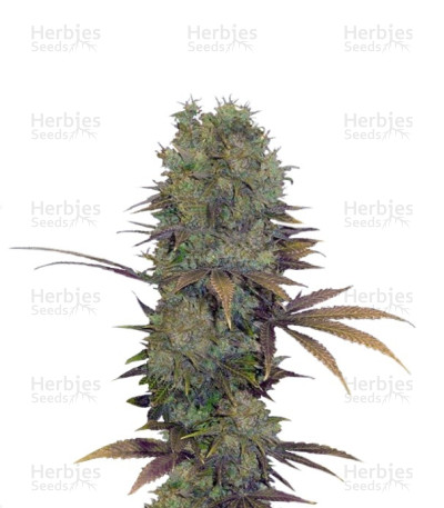 Landysh — VIP Seeds