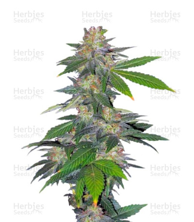 Northern Hog Auto