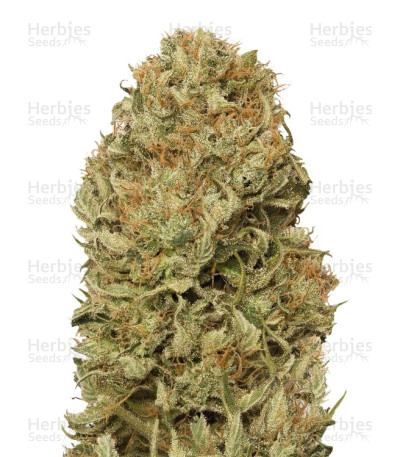 Blue Dream Auto