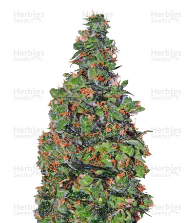 Membrana Hiper Auto — VIP Seeds