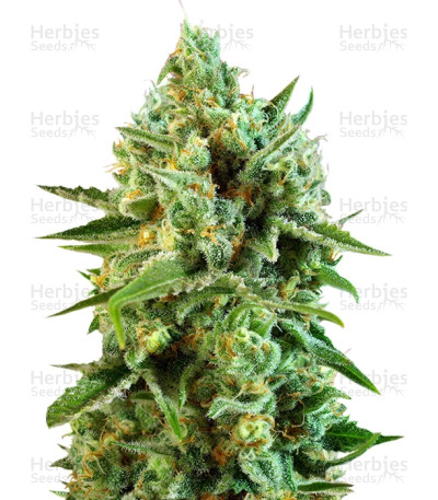 S.A.D. Sweet Afgani Delicious CBD — Sweet Seeds