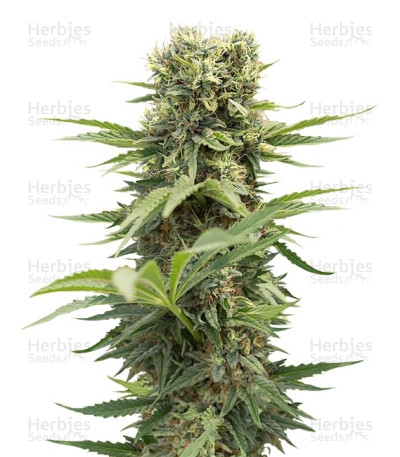 Dedoverde Haze