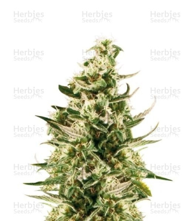 Royal Critical Auto