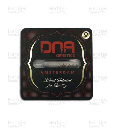 Chocolope — DNA Genetics