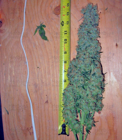Alaskan Ice — Green House Seeds