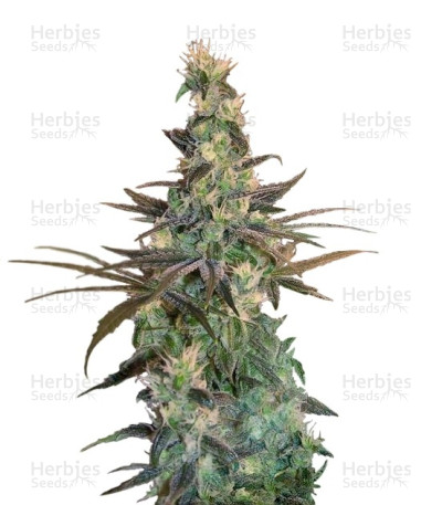 A-Train — T.H. Seeds