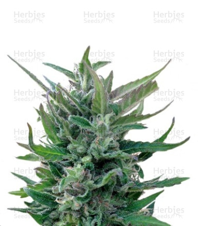 Blue Mammoth Auto