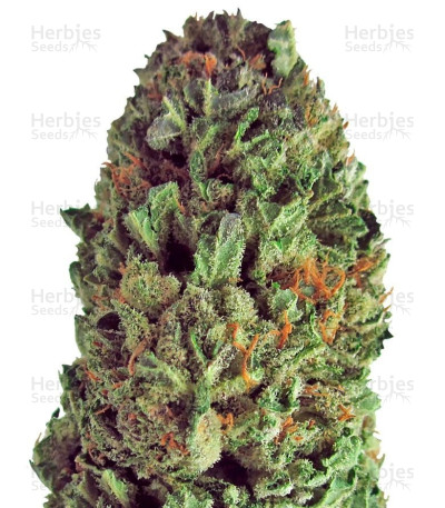 Budzilla — Heavyweight Seeds