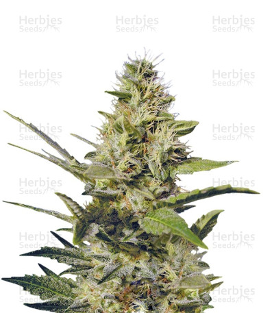 Chocolate Chunk