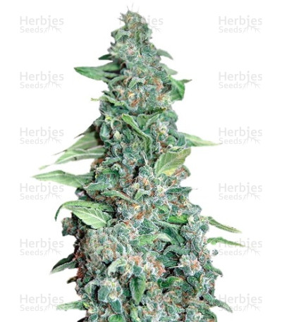 Honey B — Barney's Farm